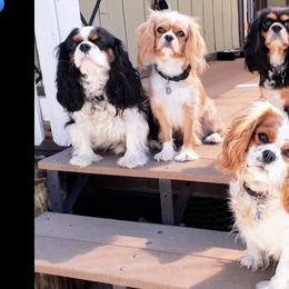 Cavalier King Charles Spaniels from La Bastide Cavaliers