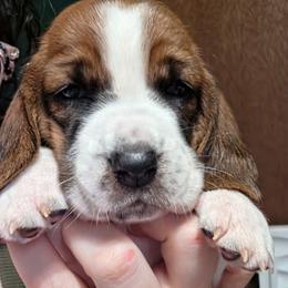 Nora - Mahogany and white female Basset Hound puppy in Bellaire, Ohio from Blessed Bassets