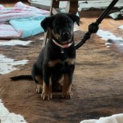 Pink Girl - Black and rust female Beauceron puppy in Sanders, Kentucky from Eagle Valley Beaucerons