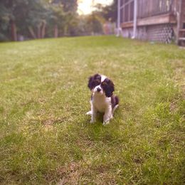 Cavalier King Charles Spaniel Puppies from Faithful Friends Cavaliers