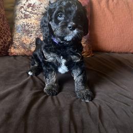 Purple Collar - Tri-color female Cavapoo puppy in Tempe, Arizona from Springerdoodles Plus AZ