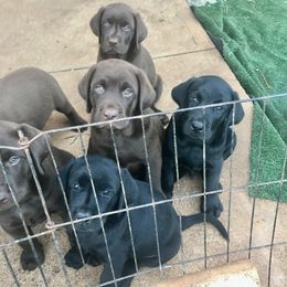 Labrador Retriever Puppies from Susan's Labrador Retrievers