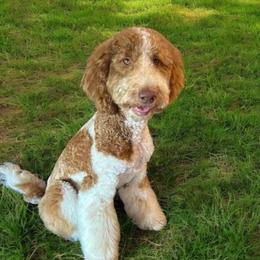 Little Girl - Goldendoodle