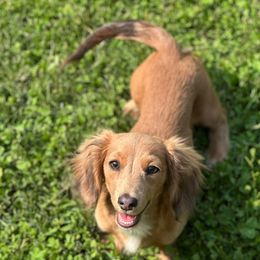 Lilly Rose - Dachshund