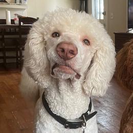 Trump - Poodle