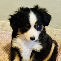 Black Tri - Black tri female Toy Australian Shepherd puppy in Oklahoma City, Oklahoma from Faith River Aussies