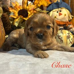 Chase - Ruby male Cavalier King Charles Spaniel puppy in Ormond Beach, Florida from Parkside Cavaliers