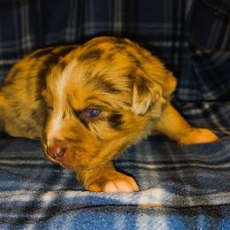 Elliot - Red merle male Australian Shepherd puppy in Marengo, Indiana from J&J Kennel