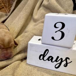 Boy 1 - Yellow male Labrador Retriever puppy in La Plata, Maryland from DeVoy Country Labs