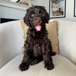 Nutmeg - Chocolate female Labradoodle puppy in Newark, Ohio from Raising Doodles