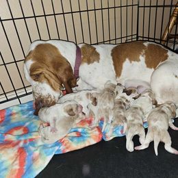 Basset Hound Puppies from Hilliards Basset Hound Buddies