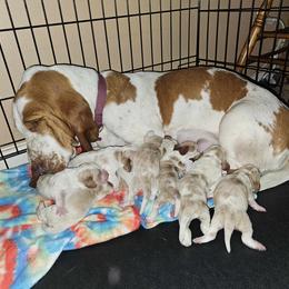 Basset Hound Puppies from Hilliards Basset Hound Buddies
