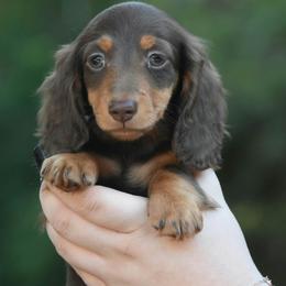 Roll - Chocolate and tan male Dachshund puppy in Attapulgus, Georgia from KJRC Kennels
