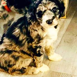Aussiedoodle and Poodle Puppies from Central Coast Poodles and Doodles