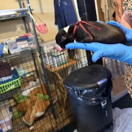 Pink Collar - Black and white female Greyhound puppy in Mesa, Arizona from ARK Greyhound Kennel LLC