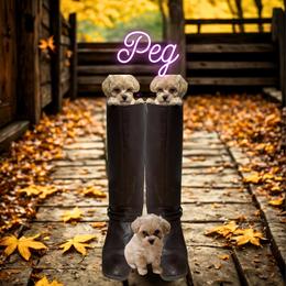 Peg - The Glamorous Showgirl - Apricot female Maltipoo puppy in Bells, Texas from Partridge Doodles and Poodles
