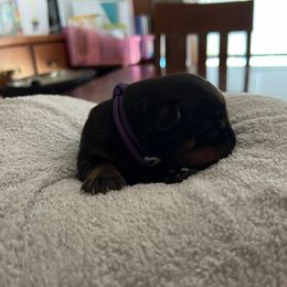 Rottweiler Puppies from Thistle Wild Rottweilers
