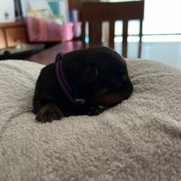 Rottweiler Puppies from Thistle Wild Rottweilers