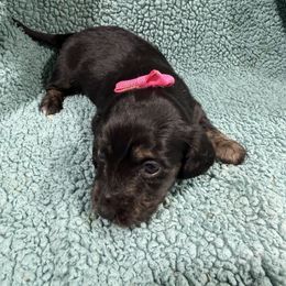 Vixey(1400) - Black and cream female Dachshund puppy in Mansfield, Missouri from Owens Farm