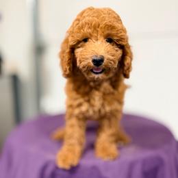 Hermione - Red  female Poodle puppy in Bells, Texas from Partridge Doodles and Poodles