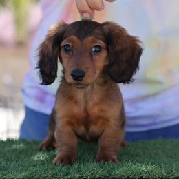 Red girl - Red female Dachshund puppy in Lancaster, California from Avignon