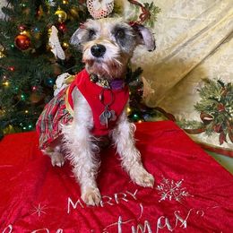 Emily - Miniature Schnauzer