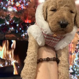 Teddy - Apricot male Poodle puppy in Mobile, Alabama from Semmy’s Standard Poodle LLC