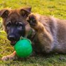 German Shepherd Puppies from vom Grenze Stadt German Shepherd Dogs