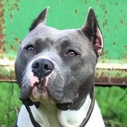 Bella - American Bully