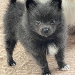 Girl 1 - Blue Pomeranian puppy in Boaz, Alabama from Moody’s Poms