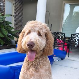Aussiedoodle and Goldendoodle Puppies from Sweet Canaan Farm - Doodles