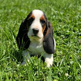 Lita - Black white and tan female Basset Hound puppy in Lebanon, Ohio from Lady Mae Bassets
