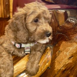 Wapiti - Red  Goldendoodle puppy in Sheridan, Wyoming from Ming’s Dynasty Doodles