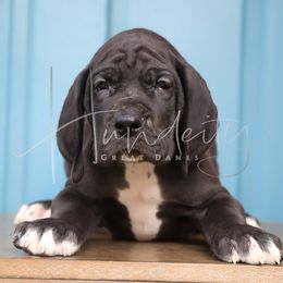 Emerald - Black male Great Dane puppy in Denison, Texas from Hundeity Great Danes
