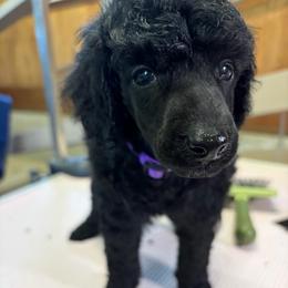 Georgie - Black male Poodle puppy in Hartselle, Alabama from Phare Poodles