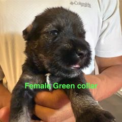 Green collar - Pepper and salt female Standard Schnauzer puppy in Hickory Creek, Texas from Dragos Kennel