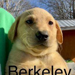 Berkeley - Yellow male Labrador Retriever puppy in Mineral, Virginia from Canine Assist