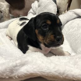 Pugsley - Piebald male Dachshund puppy in Sterling, Colorado from Country Chics Doxies