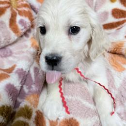 Red boy - Light golden male Golden Retriever puppy in Tylertown, Mississippi from Southern Paws, LLC