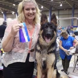 German Shepherd Puppies from Dawnhill