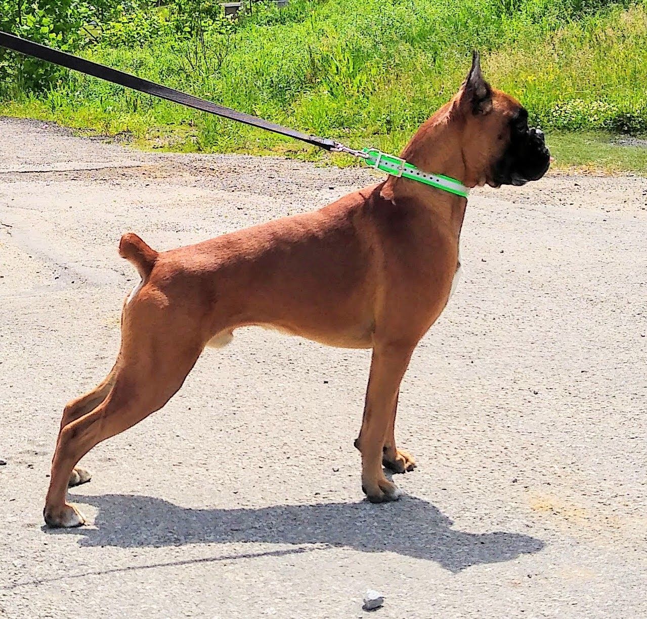 Boxers and Brussels Griffons from GN Canine Crew