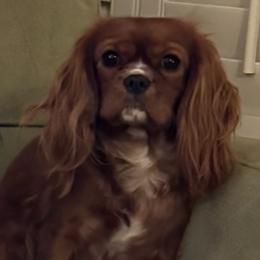 Penelope - Cavalier King Charles Spaniel