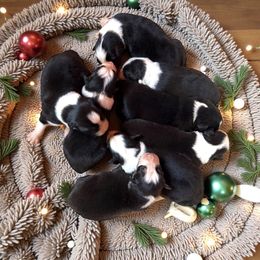 Briggs - Black tri-color male Australian Shepherd puppy in Statesville, North Carolina from Charming Australian Shepherds