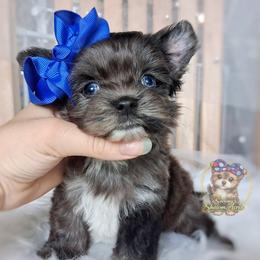 Korean Merle Maui - male Companion Cross puppy in Barren Springs, Virginia from Seeking Shalom Acres Maltese, Maltipoos & Havamalts