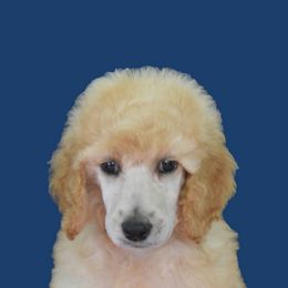 Paprika - Apricot female Poodle puppy in Clearwater, Florida from Poodle Majesty