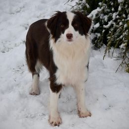 Pie - Miniature American Shepherd