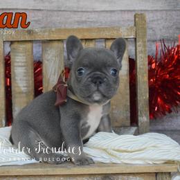 Pecan - Tricolors male French Bulldog puppy in Loxahatchee, Florida from Blue Wonder Frenchies