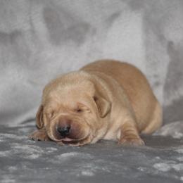Yellow boy - Yellow male Labrador Retriever puppy in Four Oaks, North Carolina from TLC Retrievers