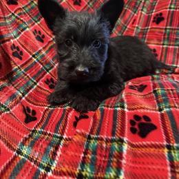 Brodi - Black brindle male Scottish Terrier puppy in San Diego (Jamul), California from Lee Valley Scotties