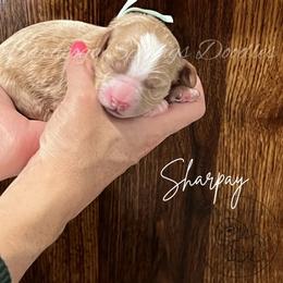 Sharpay - Red female Bernedoodle puppy in Saratoga Springs, Utah from Saratoga Springs Doodles